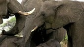 African elephants drinking