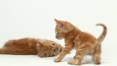 Tabby kittens playing