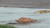 Nile crocodile stalking