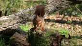 Red squirrel finding nut