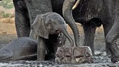 African elephant in water
