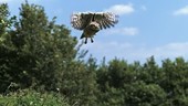 Eurasian tawny owl flying