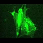 Heart cells, fluorescence microscopy