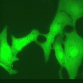 Heart cells, fluorescence microscopy