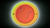 Meiosis cell division, animation