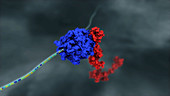 Protein synthesis in cells, animation