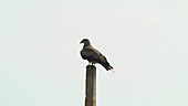 Falcon on pole