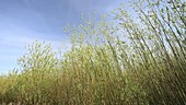 Willow being grown for biofuel