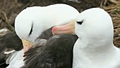 Black browed albatross