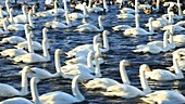 Whooper swans