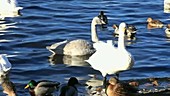 Whooper swans