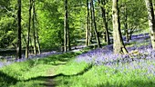 Bluebells