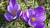Cultivated crocuses