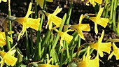 Cultivated daffodils