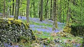 Bluebells