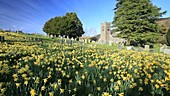 Wild daffodils