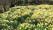 Wild daffodils