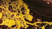 Slime mould moving, timelapse