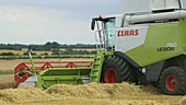 Harvesting wheat