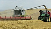 Harvesting wheat