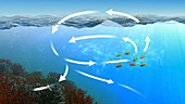 Oceanic carbon cycle, animation