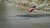 Southern ostrich drinking