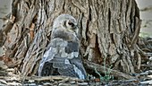 Milky eagle owl in cooling posture
