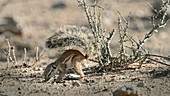 Cape ground squirrel shade posture
