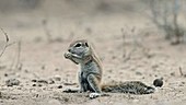 Cape ground squirrel feeding