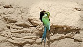 Bee-eater preparing nest burrow