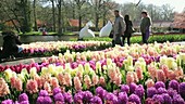 Hyacinth display