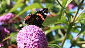 Red admiral butterfly