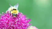 Bumble bee gathering pollen