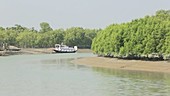 Mangroves