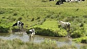 Cows by stream