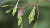 Himalayan balsam