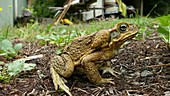 Cane toad sitting on ground