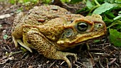 Cane toad sitting on ground