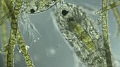 Microscopic pond life