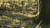 Grey squirrel in woods