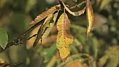 Sweet chestnut leaves