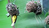 Weaver finches and their nests