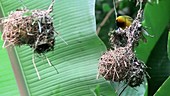 Weaver finches and their nests