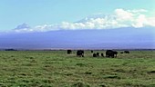 Elephants and Mount Kilimanjaro