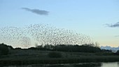 Starlings in sky