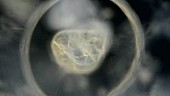 Mud snail embryo