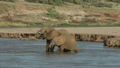 African elephant in river