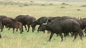 Herd of African buffalo