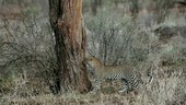 Leopard walking away