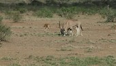 Oryx grazing